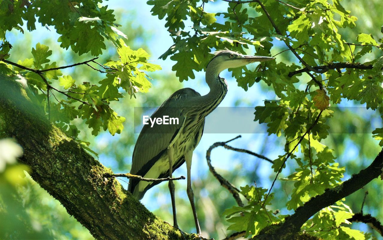 low angle view of bird on tree