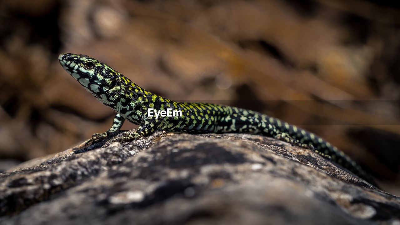 CLOSE-UP OF A LIZARD