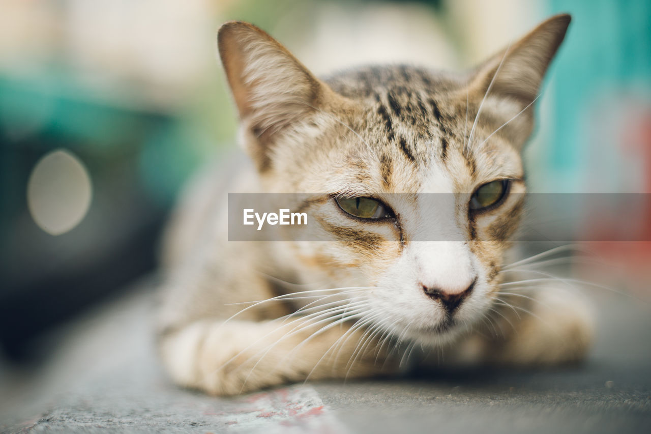 Close-up of cat relaxing on footpath 