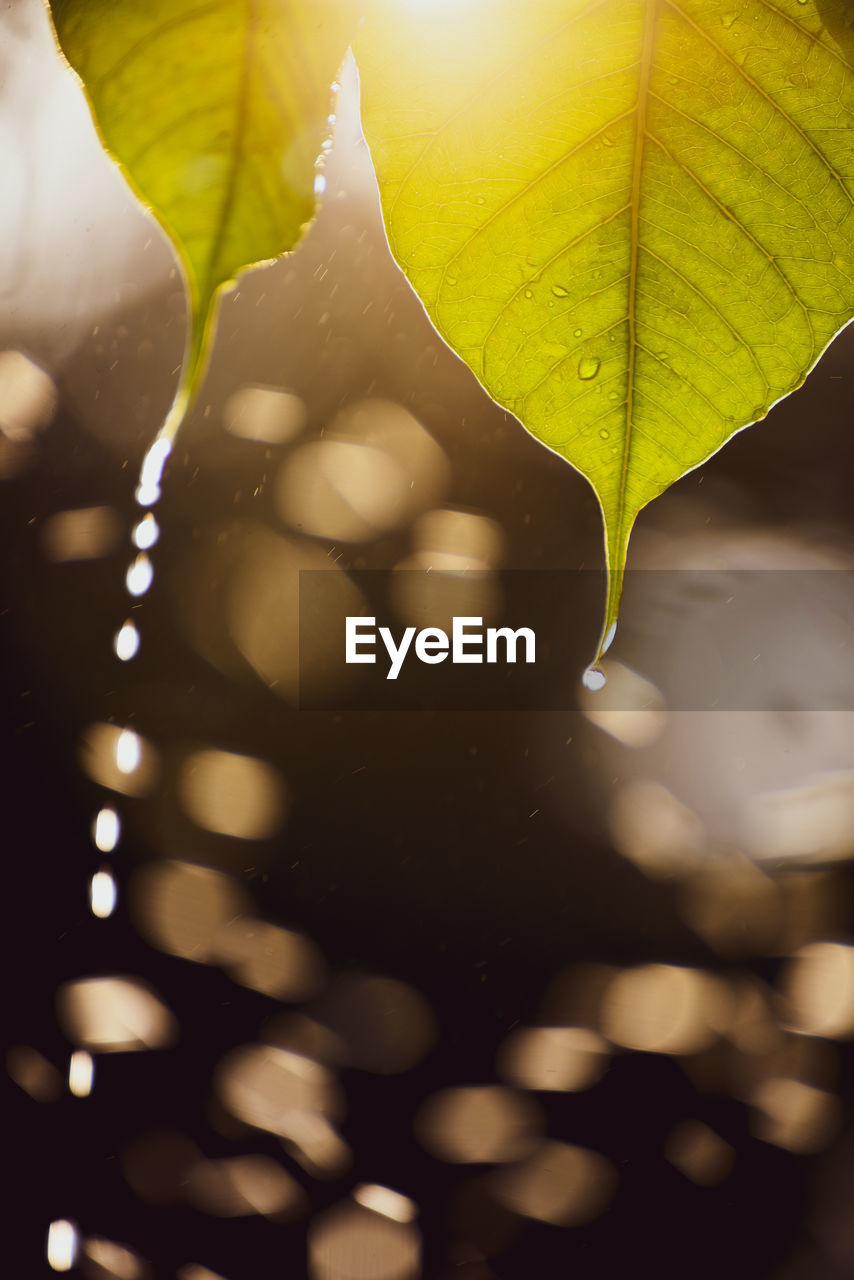 CLOSE-UP OF WET PLANT LEAVES DURING RAINY SEASON