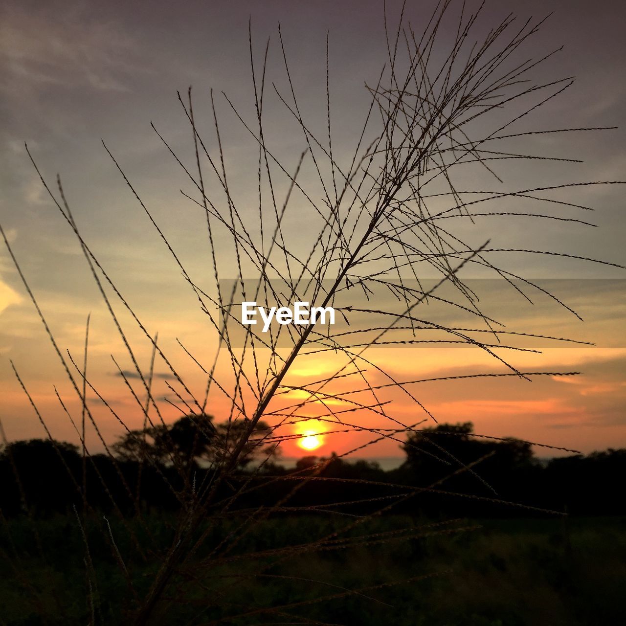 Silhouette plant growing on field at sunset