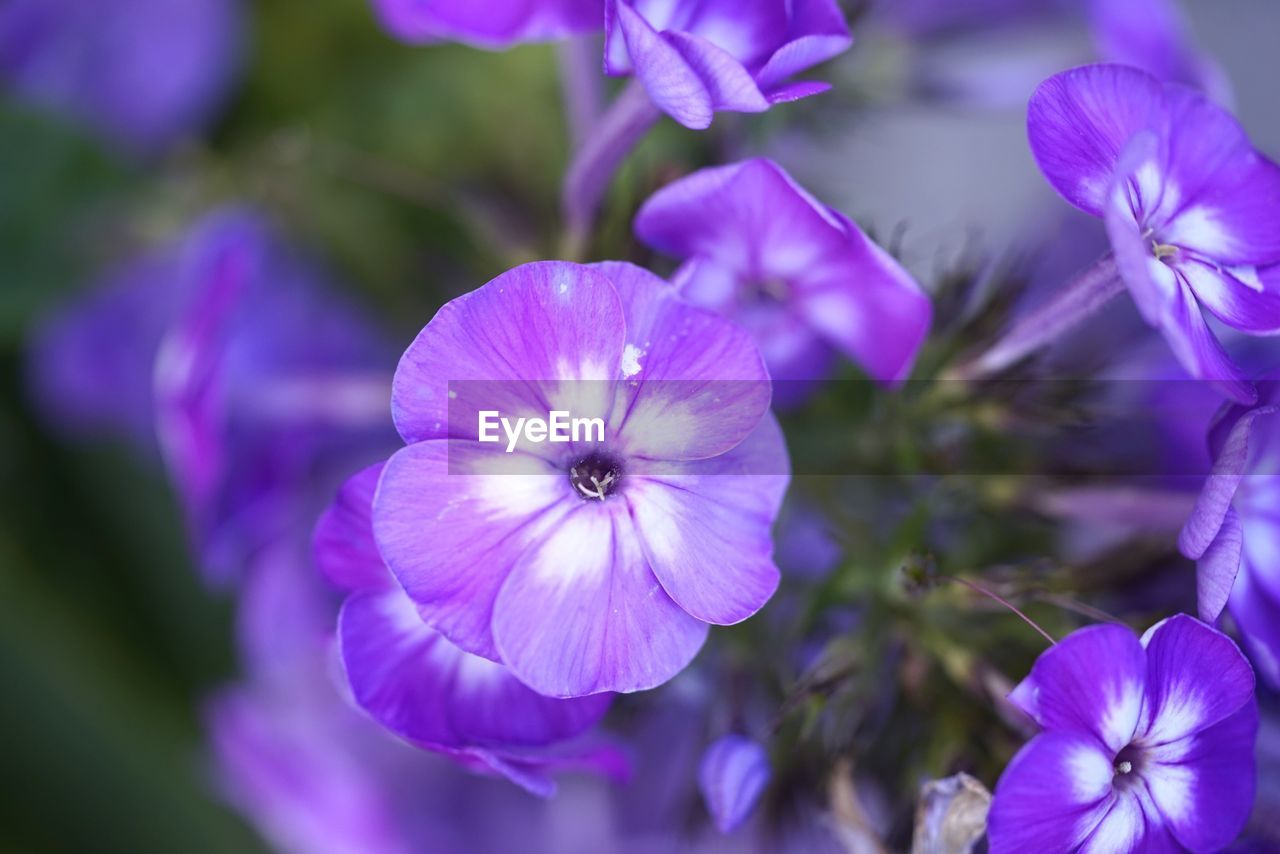 Close-up of purple flowers