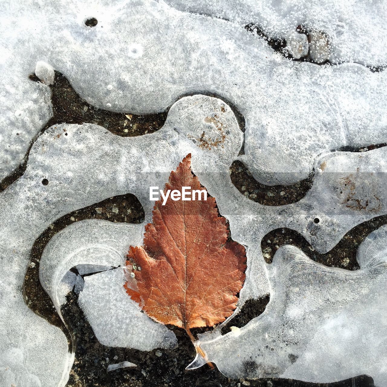 High angle view of leaf on ice