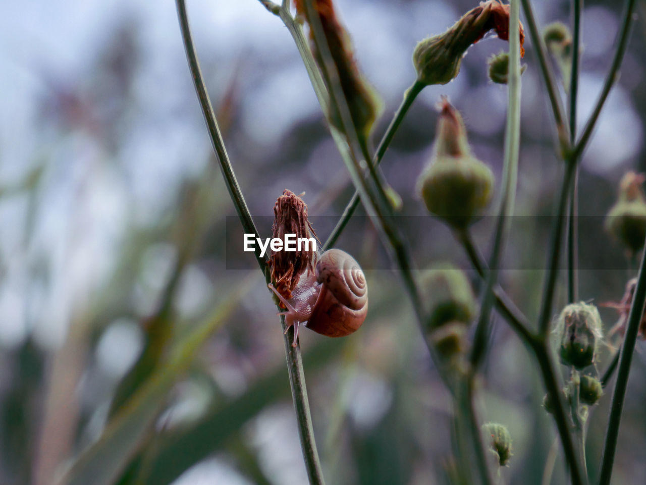 Close-up of red flower buds on twig