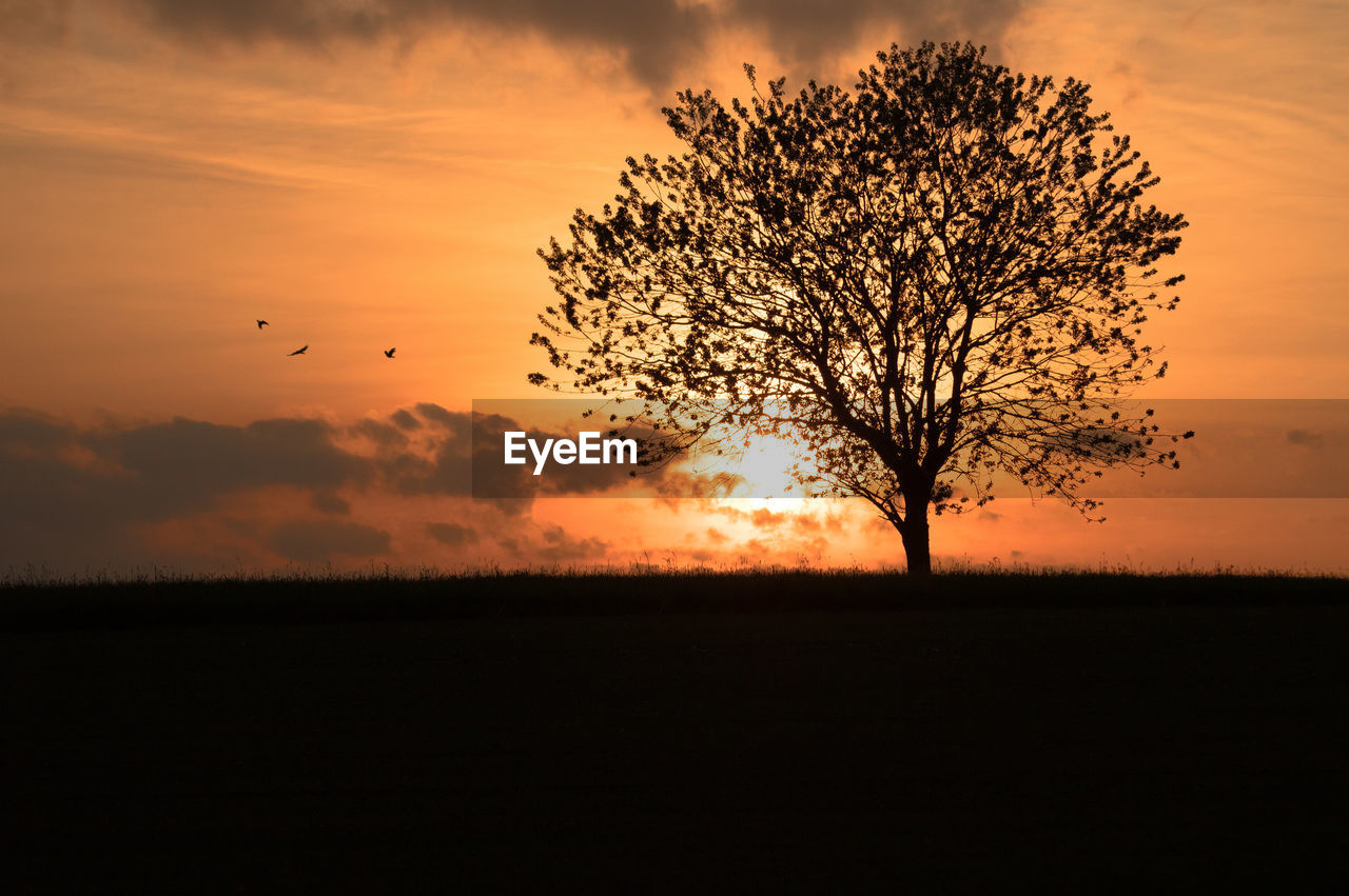 Silhouette tree against sky during sunset