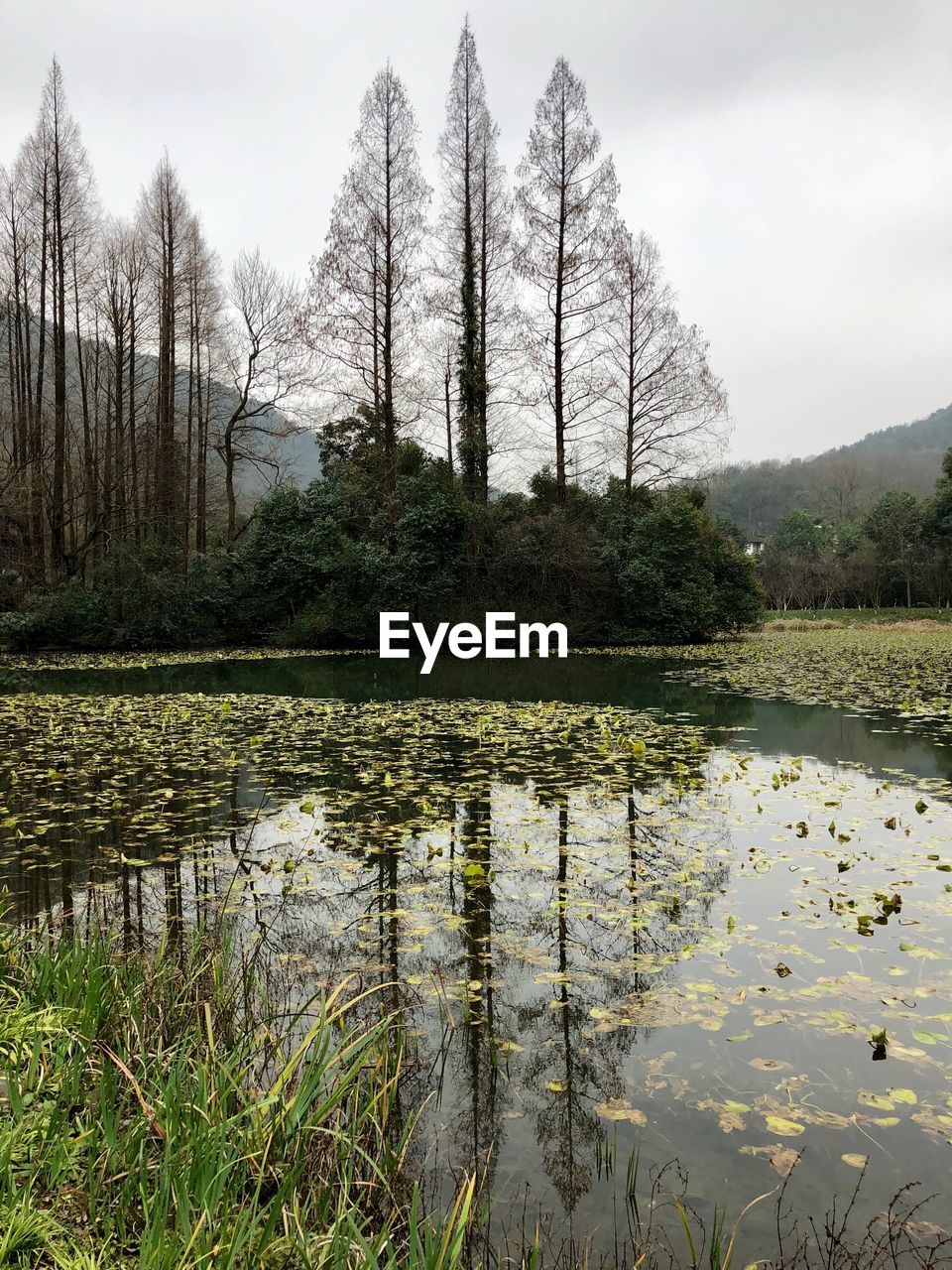 PLANTS GROWING IN LAKE AGAINST SKY