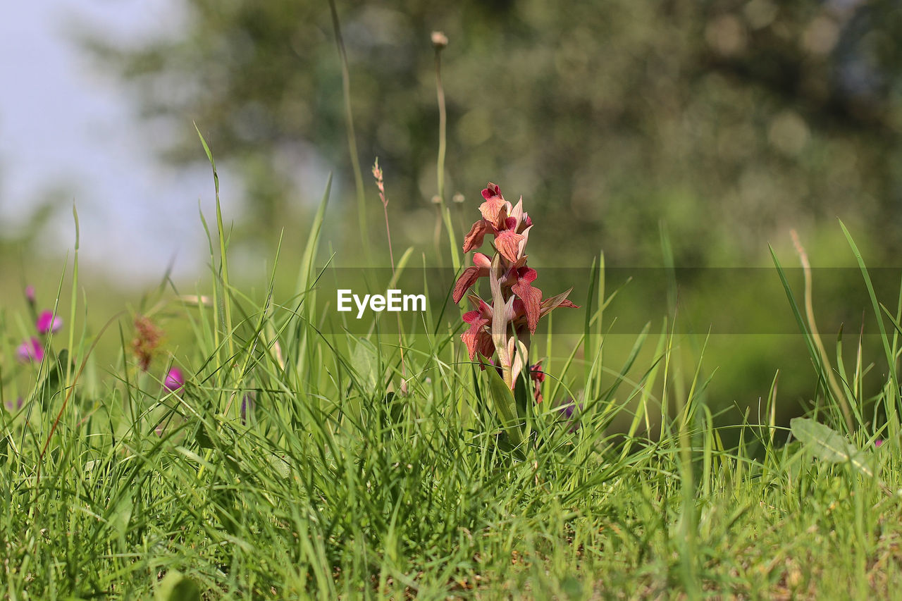 CLOSE-UP OF RED FLOWERING PLANTS ON FIELD