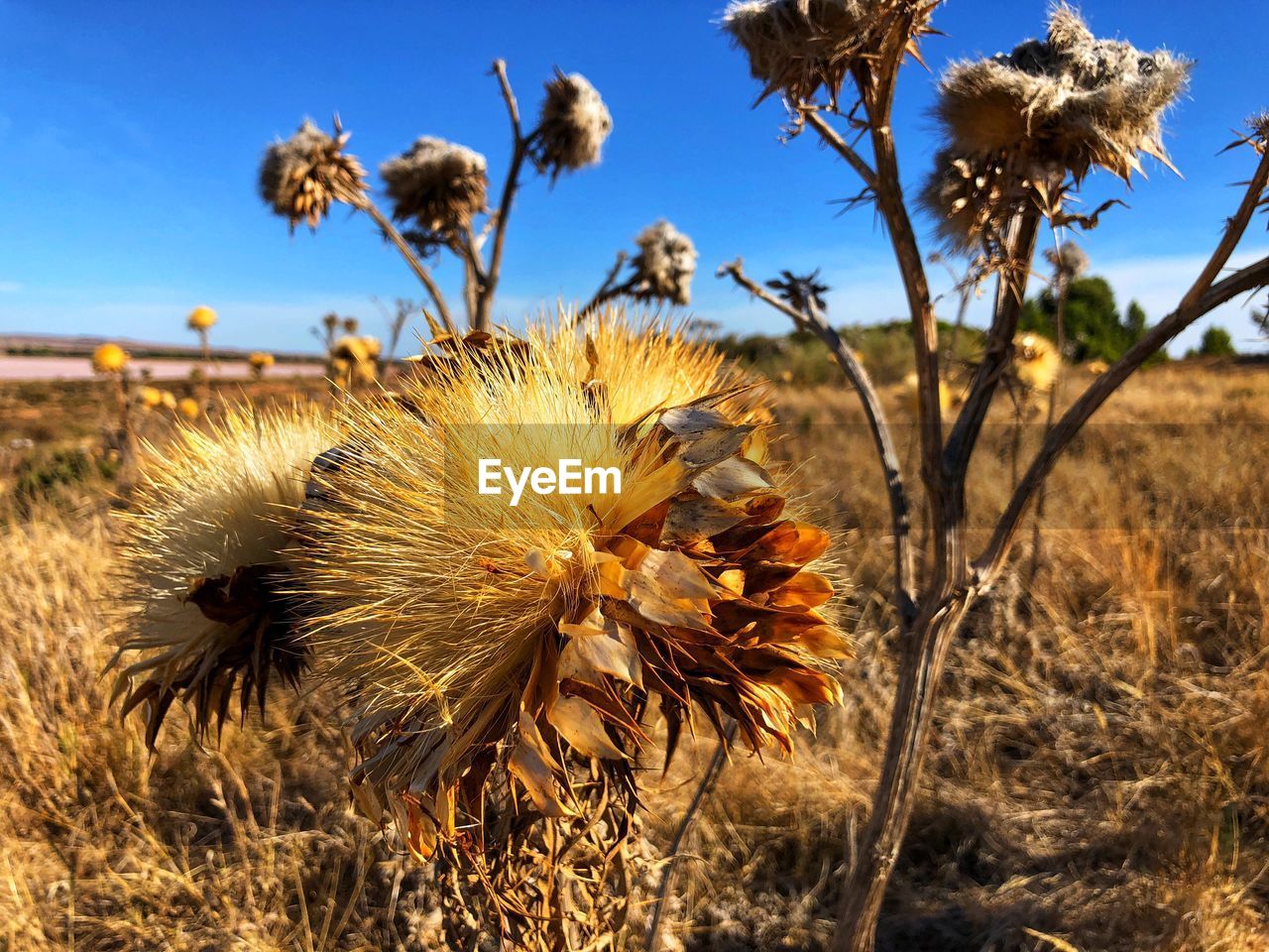 CLOSE-UP OF DRY THISTLE FLOWER ON FIELD