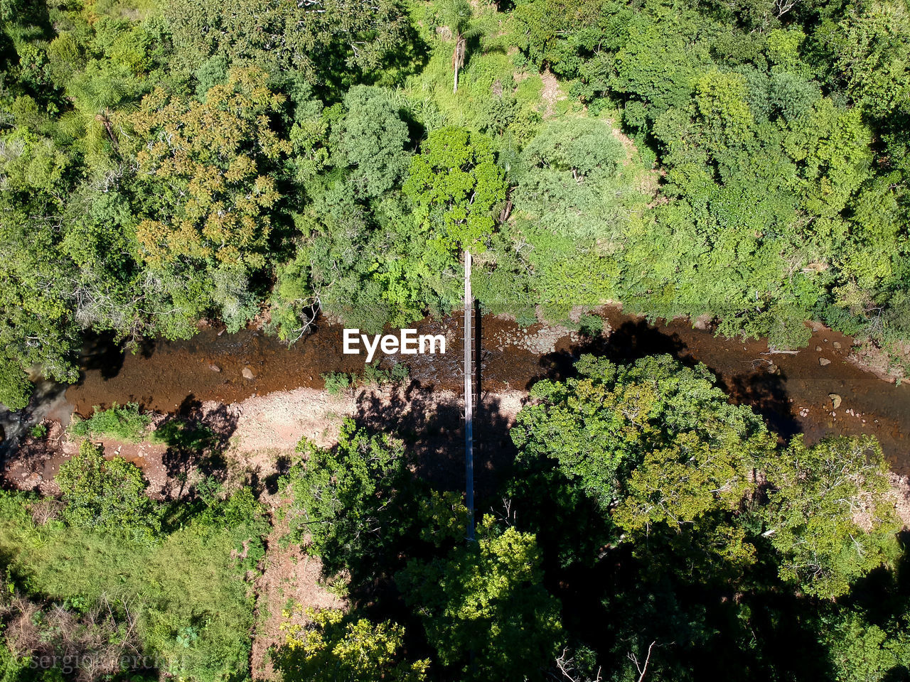 High angle view of trees in forest