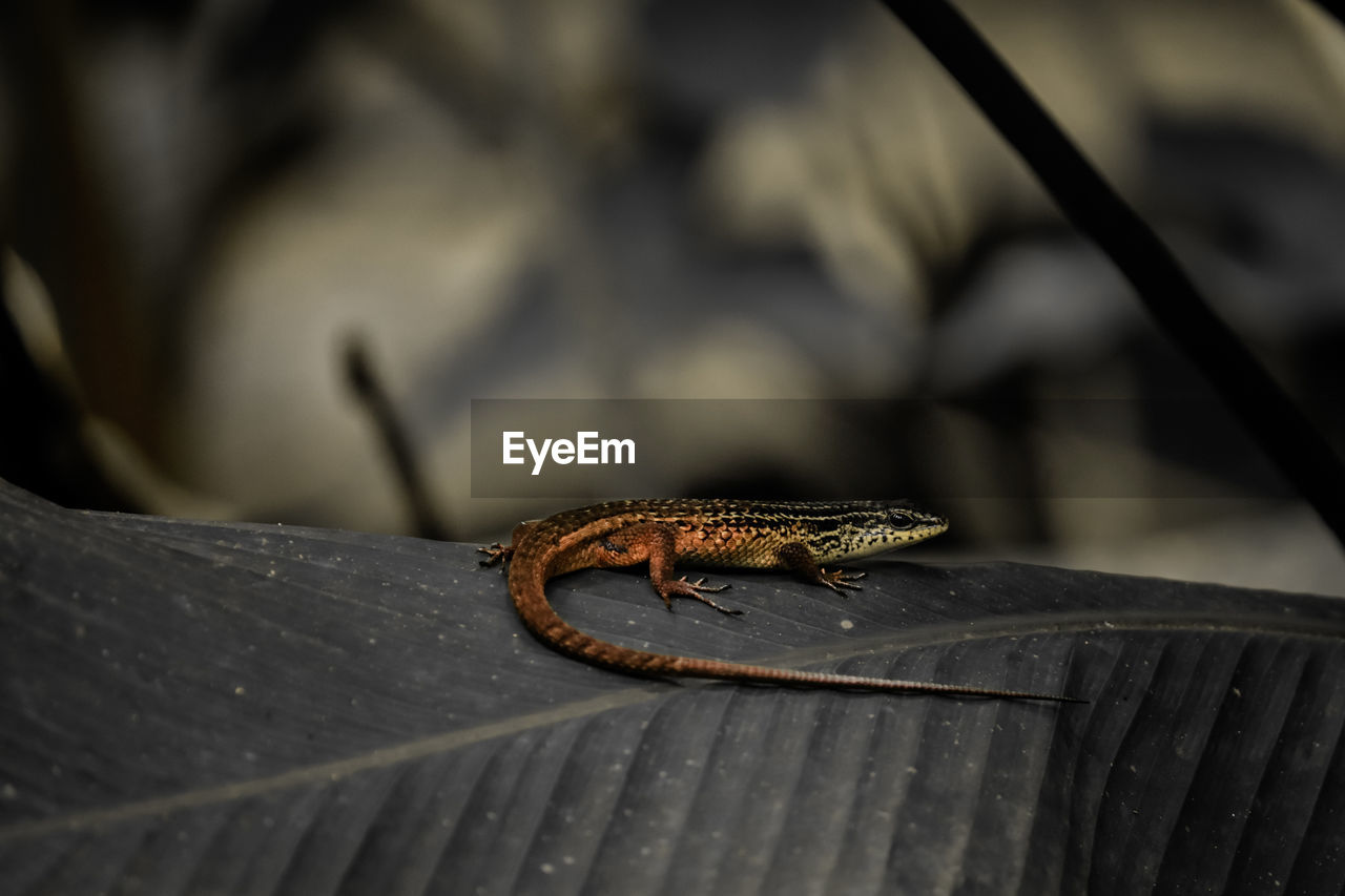 Close-up of insect on wood