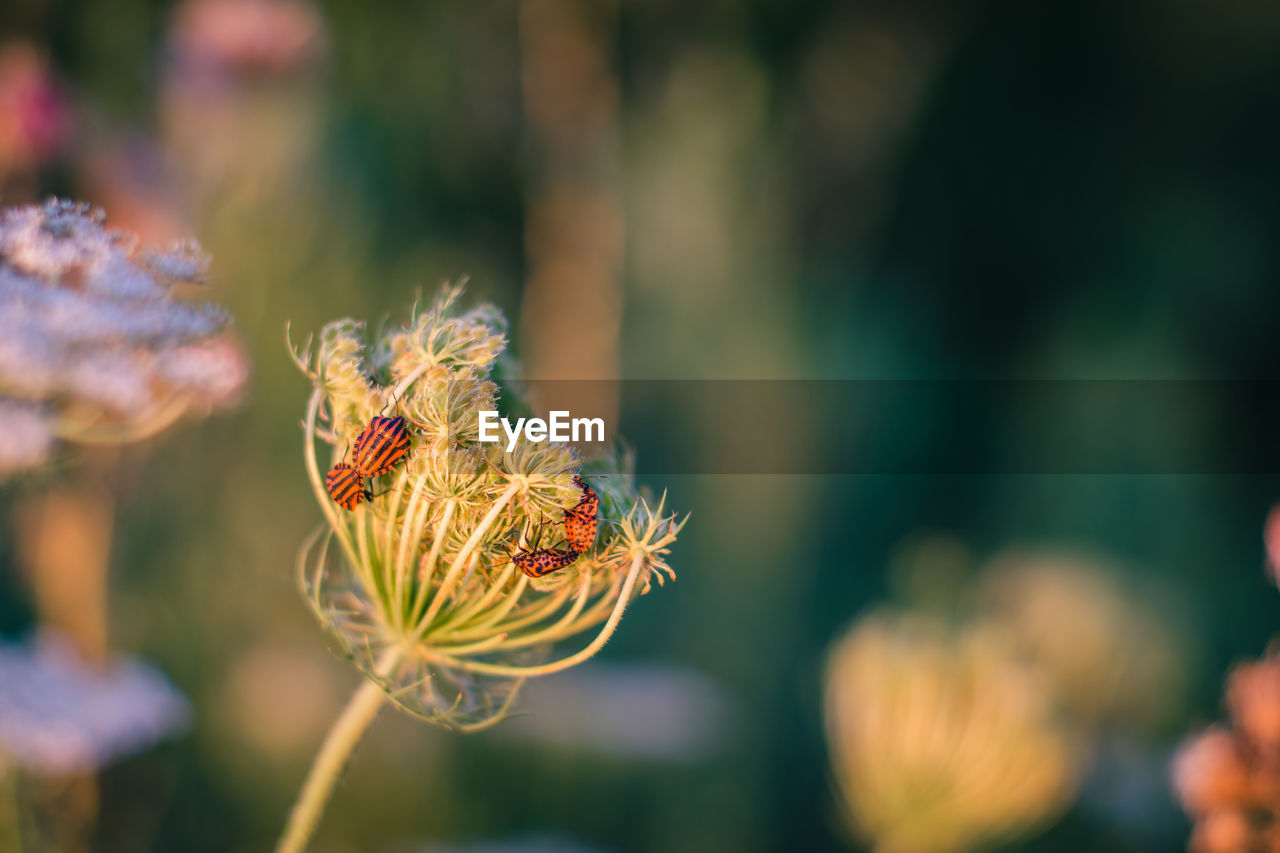 Close-up of insects on flower