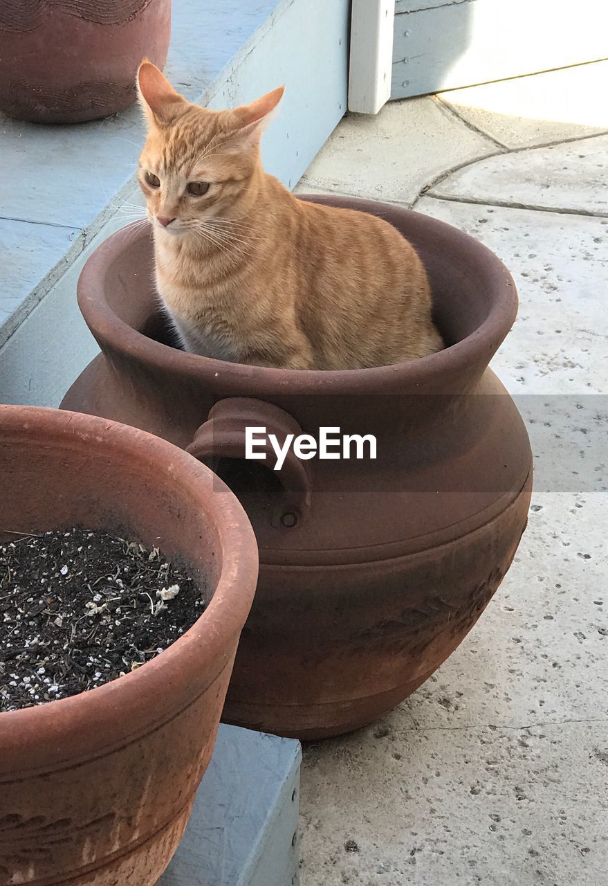 HIGH ANGLE VIEW OF CAT SITTING ON FLOWER POT