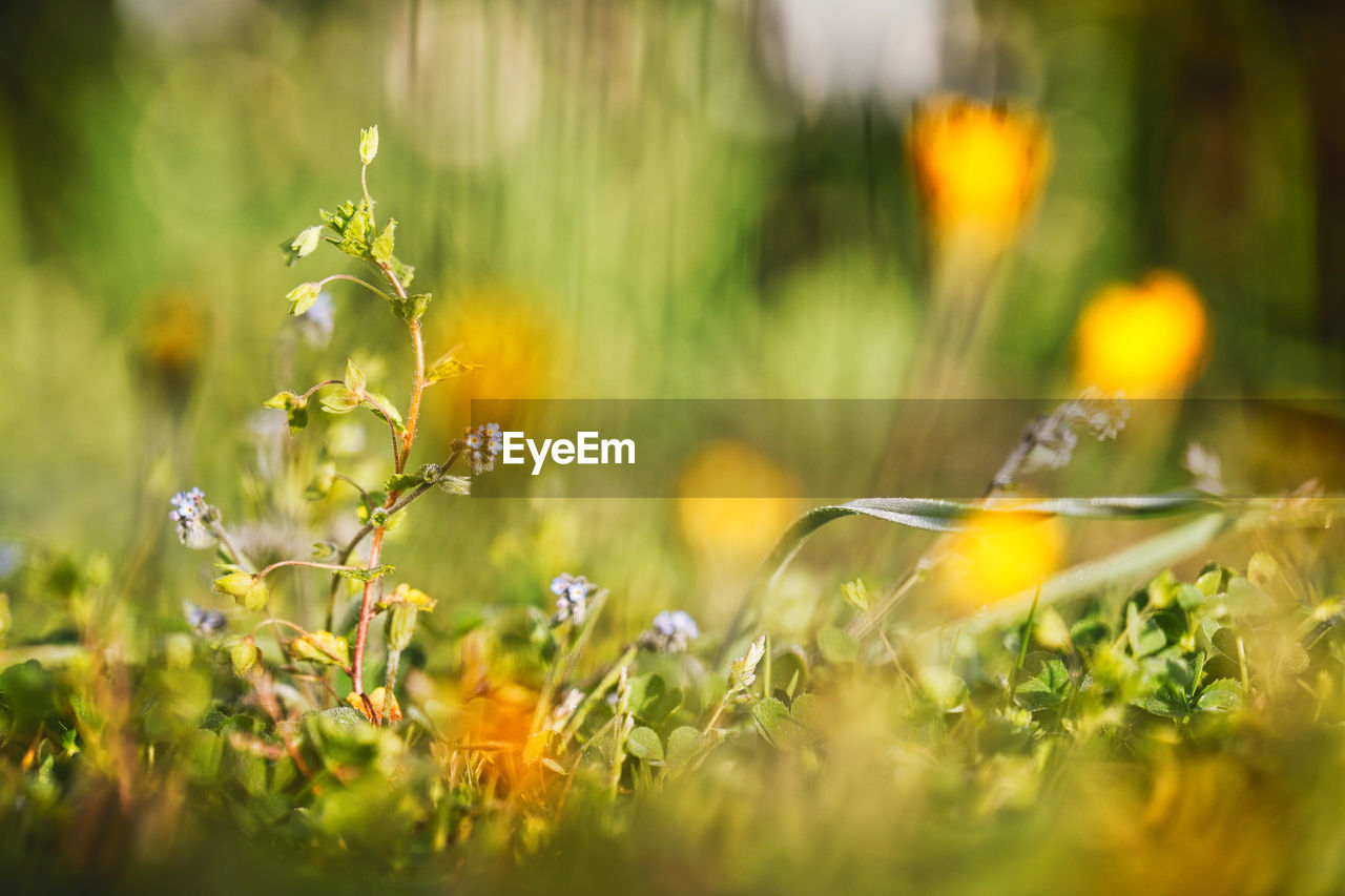 Beautiful Beautiful Nature Flowers,Plants & Garden Grass Growth Life Plants Wonderful Beauty In Nature Flower Flowers Garden Lovely Outdoors Pastel Selective Focus Spring Springtime This Is Natural Beauty