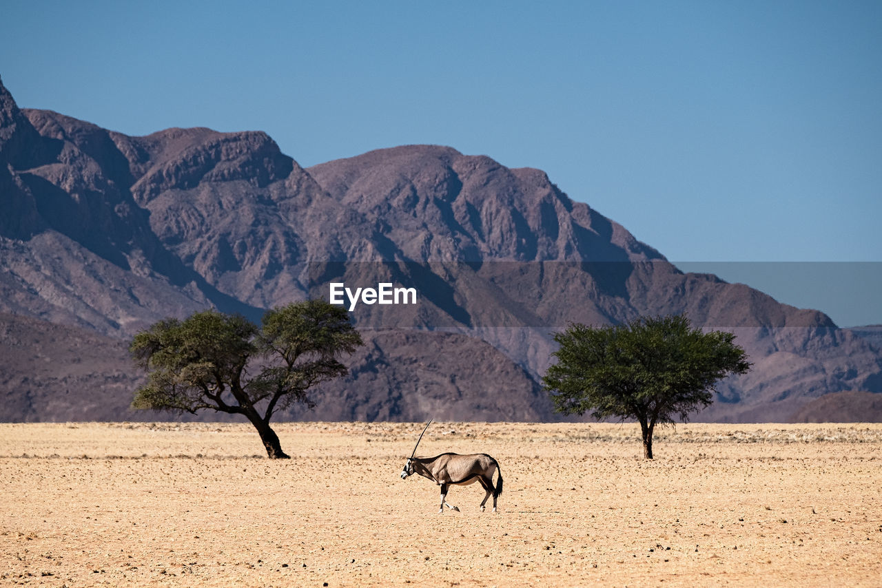 Oryx symmetry in namib desert