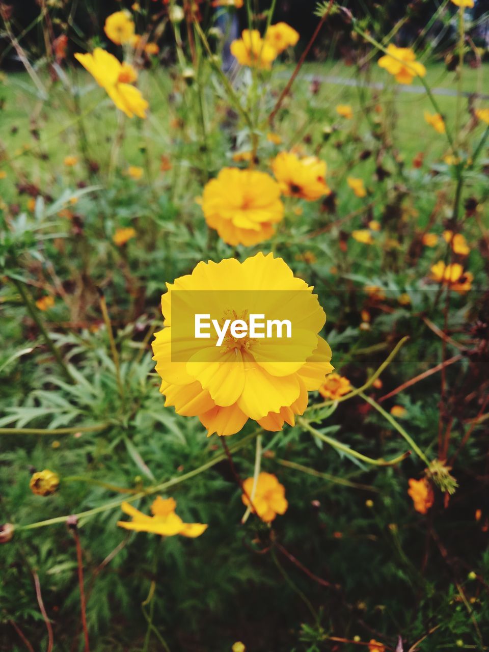 CLOSE-UP OF YELLOW COSMOS BLOOMING OUTDOORS
