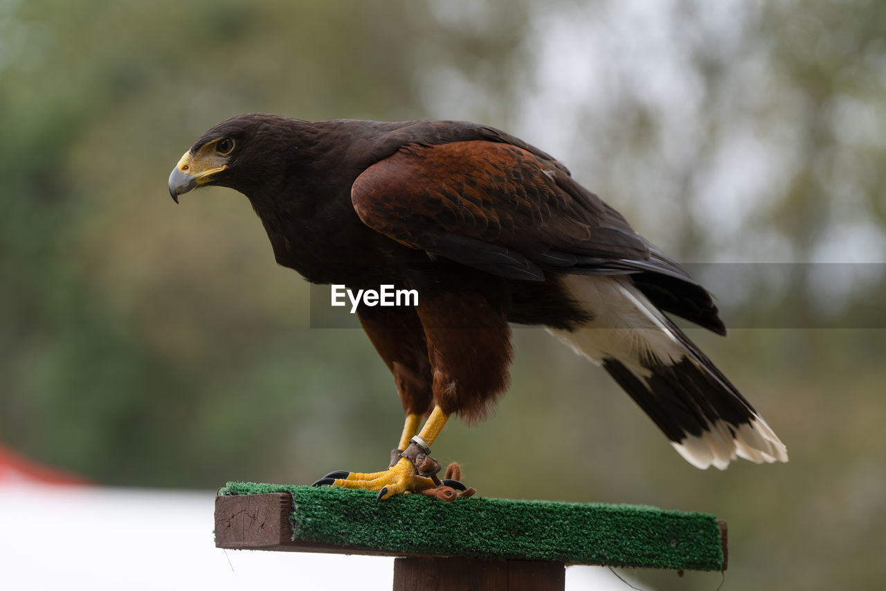 Close-up of hawk perched  against blurred background