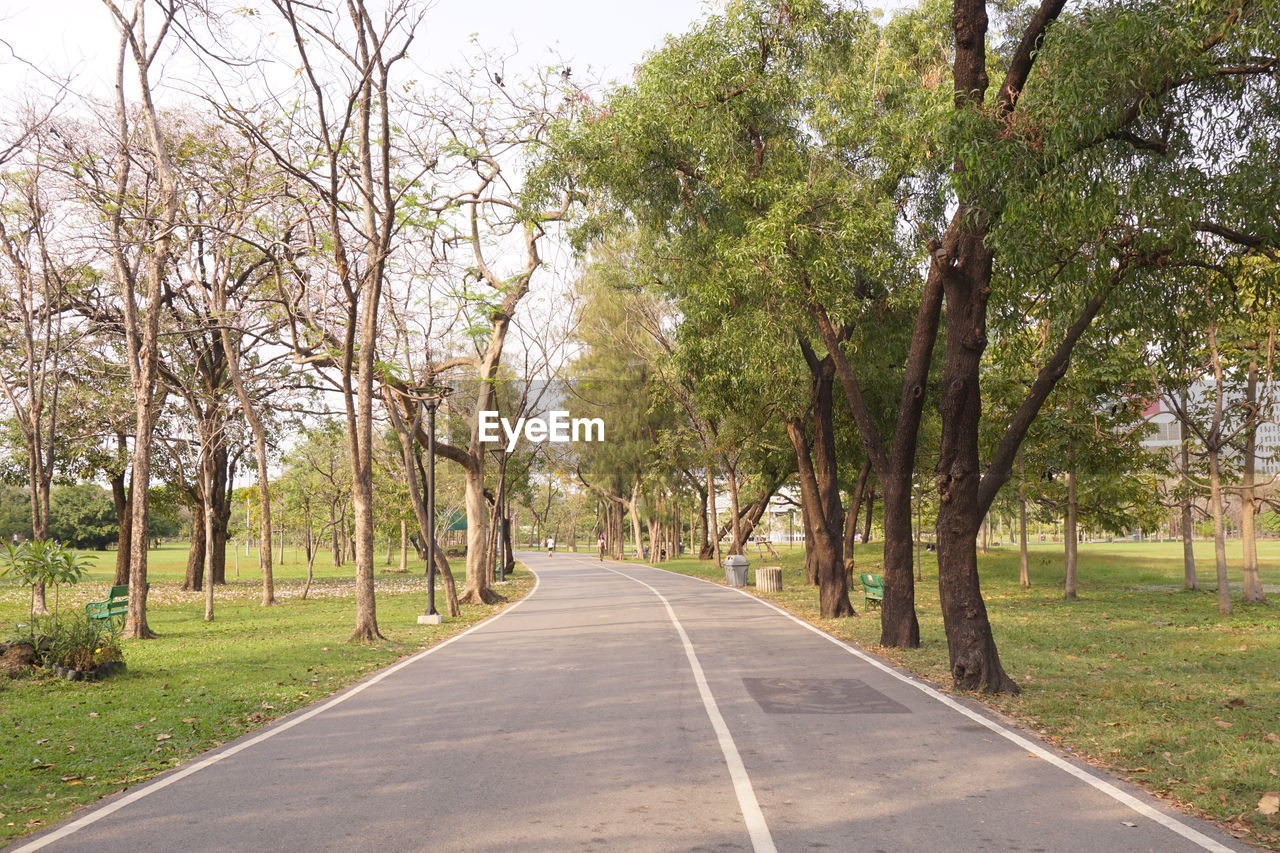 Empty road along trees