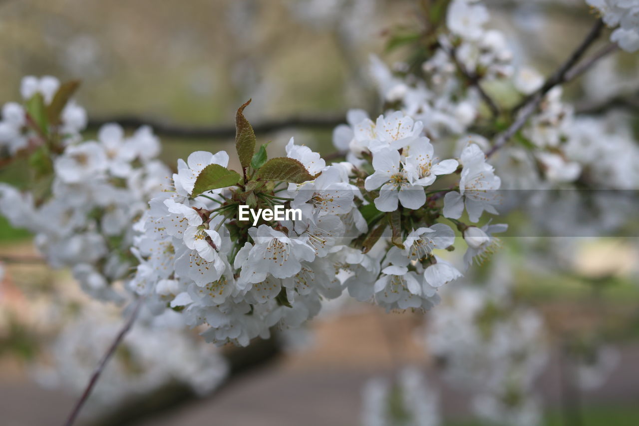 Close-up of white cherry blossom tree