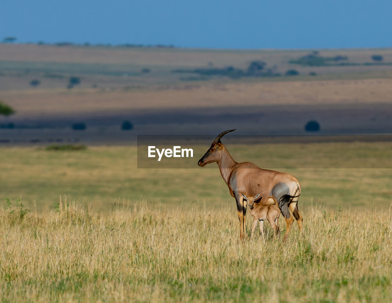 Gazelle mother and son in a field