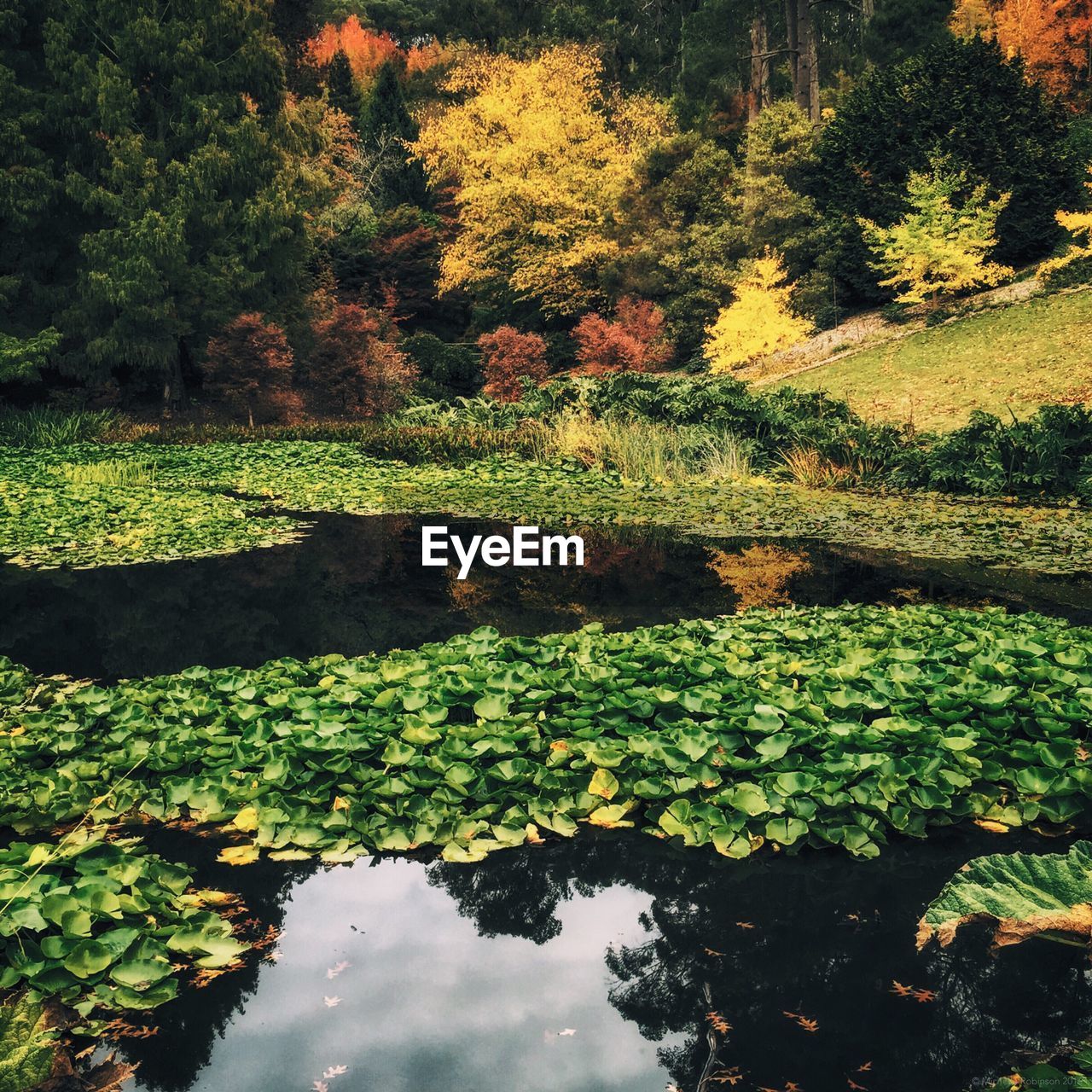 Plants growing in pond during autumn