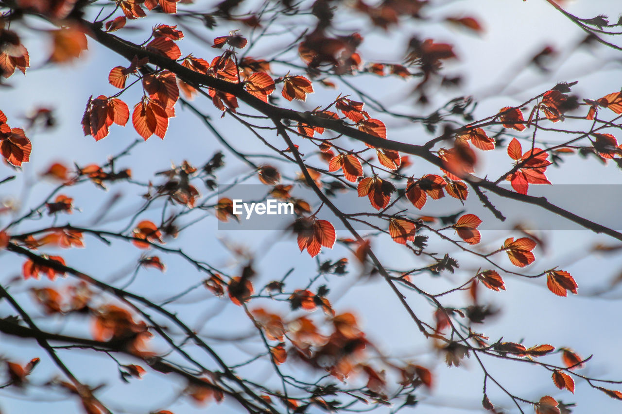 Close-up of tree during winter