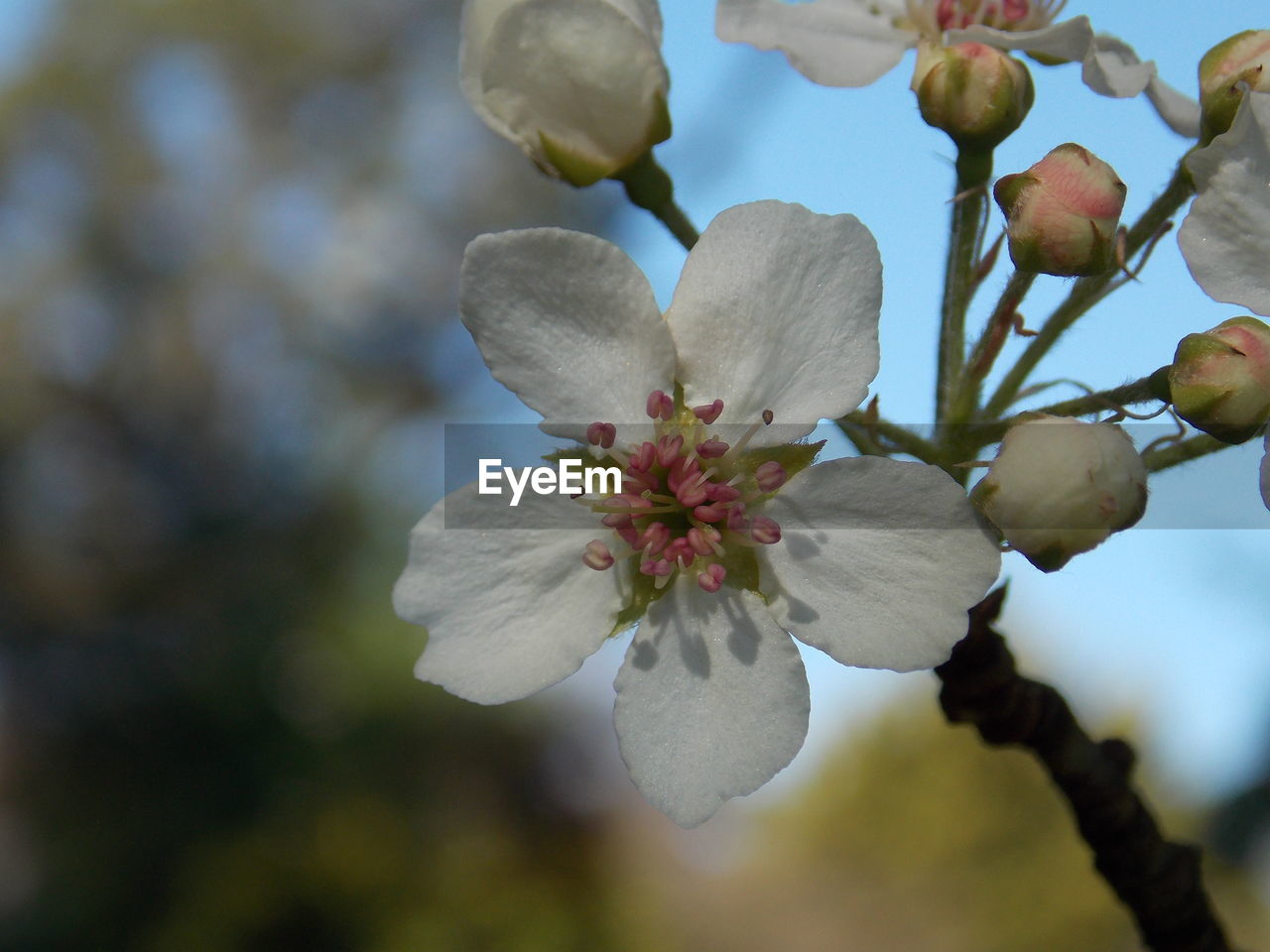 CLOSE-UP OF WHITE FLOWERS BLOOMING ON BRANCH