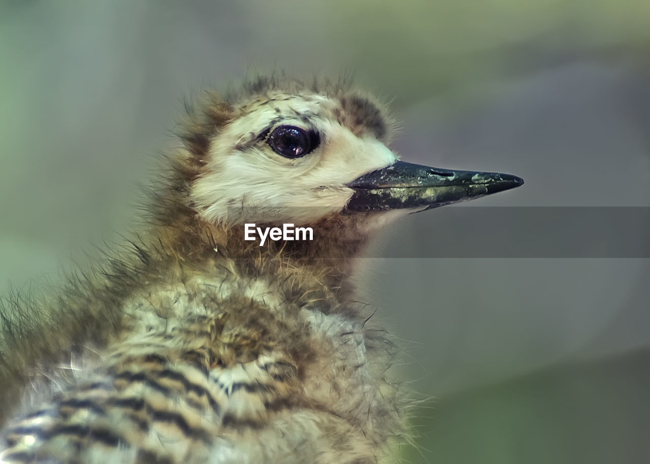 A touching  fluffy nestling of a tropical bird sits motionless, frightened by the photographer. 