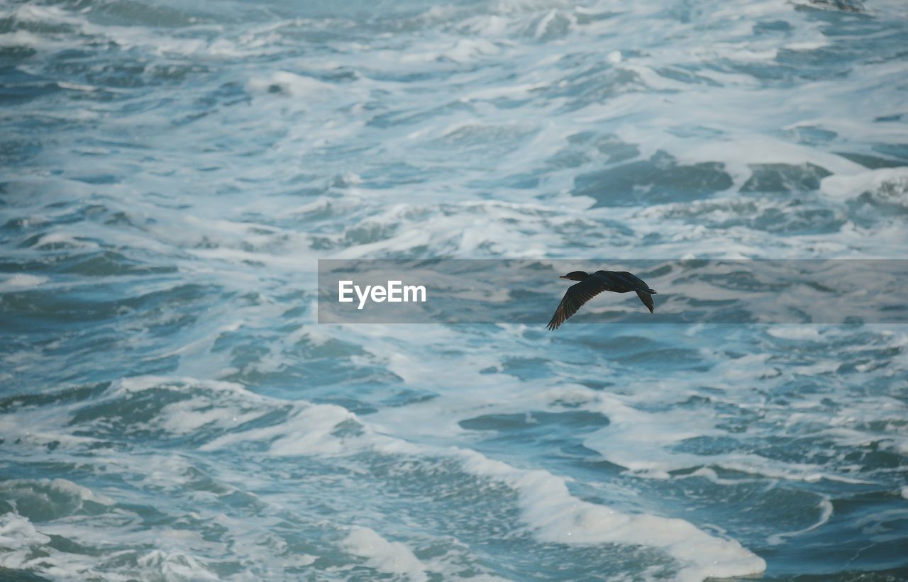 High angle view of bird flying over sea