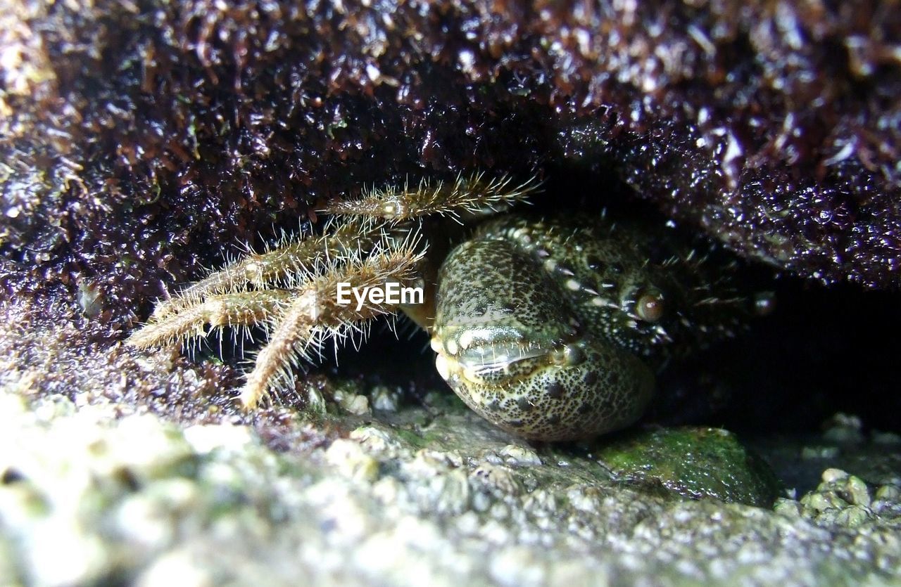 Animal Animal Body Part Cleft Close-up Crab Crab In A Cleft Crab In A Crack Crab In A Crevice Crab On Rock Crack Crevice Macro Natural Pattern Rock Crack Rock Crevice Selective Focus