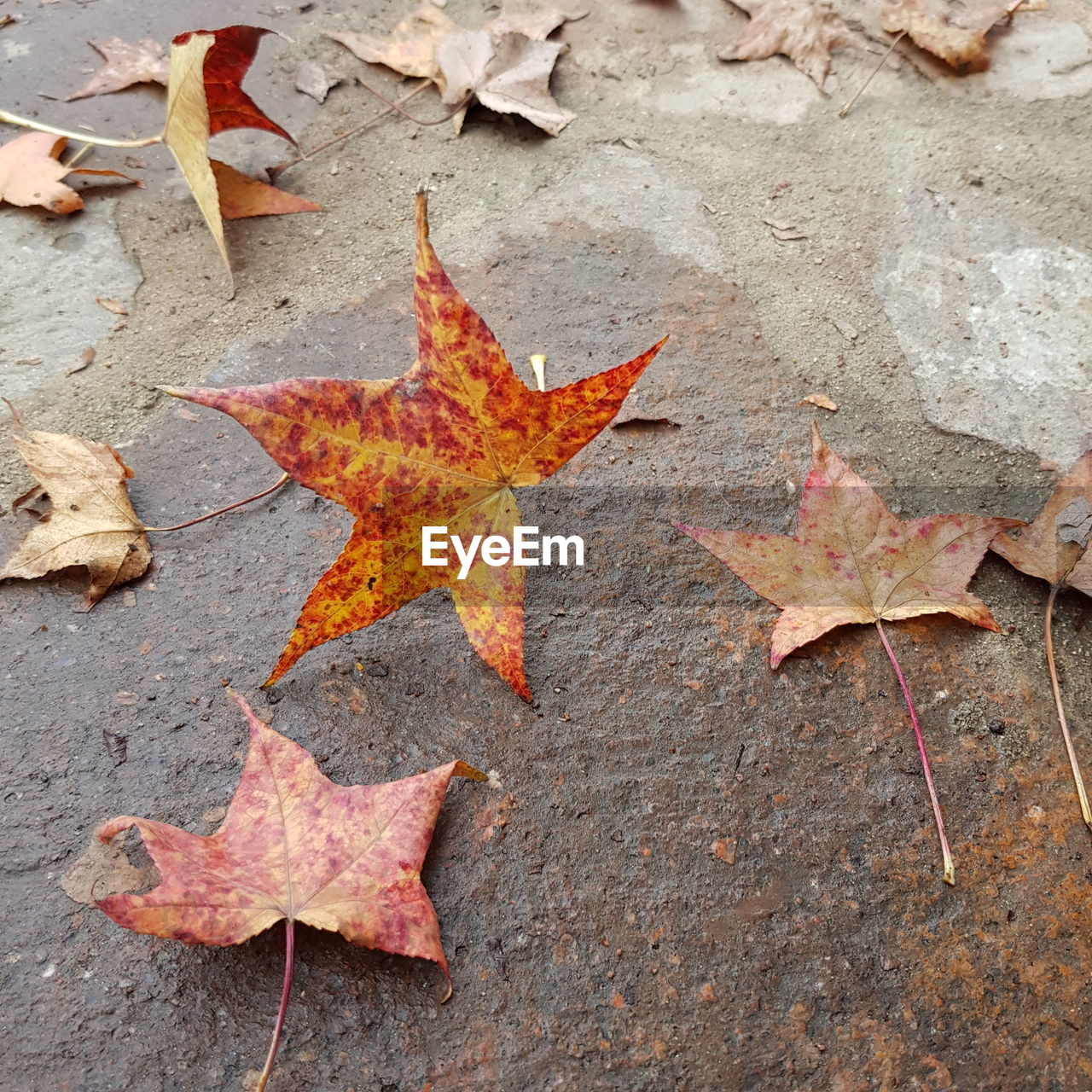 High angle view of autumn leaves