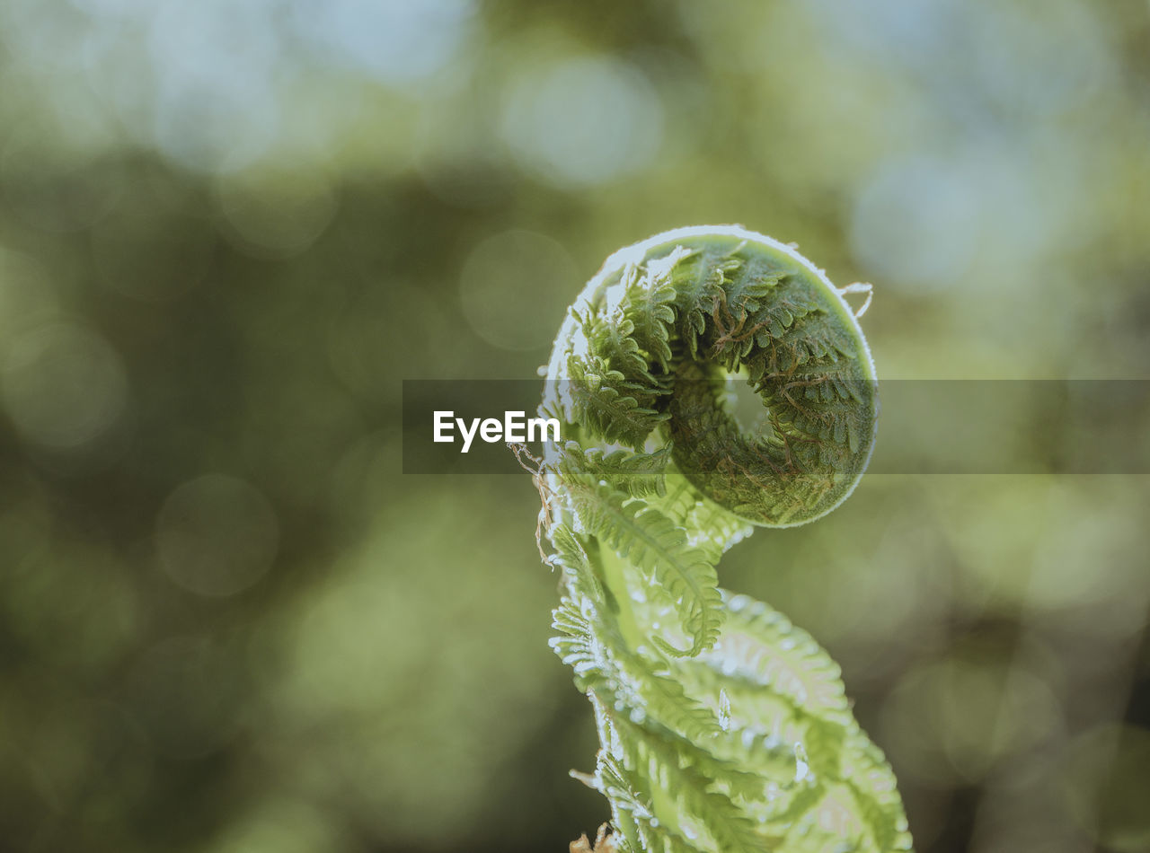 Close-up of fern against blurred background