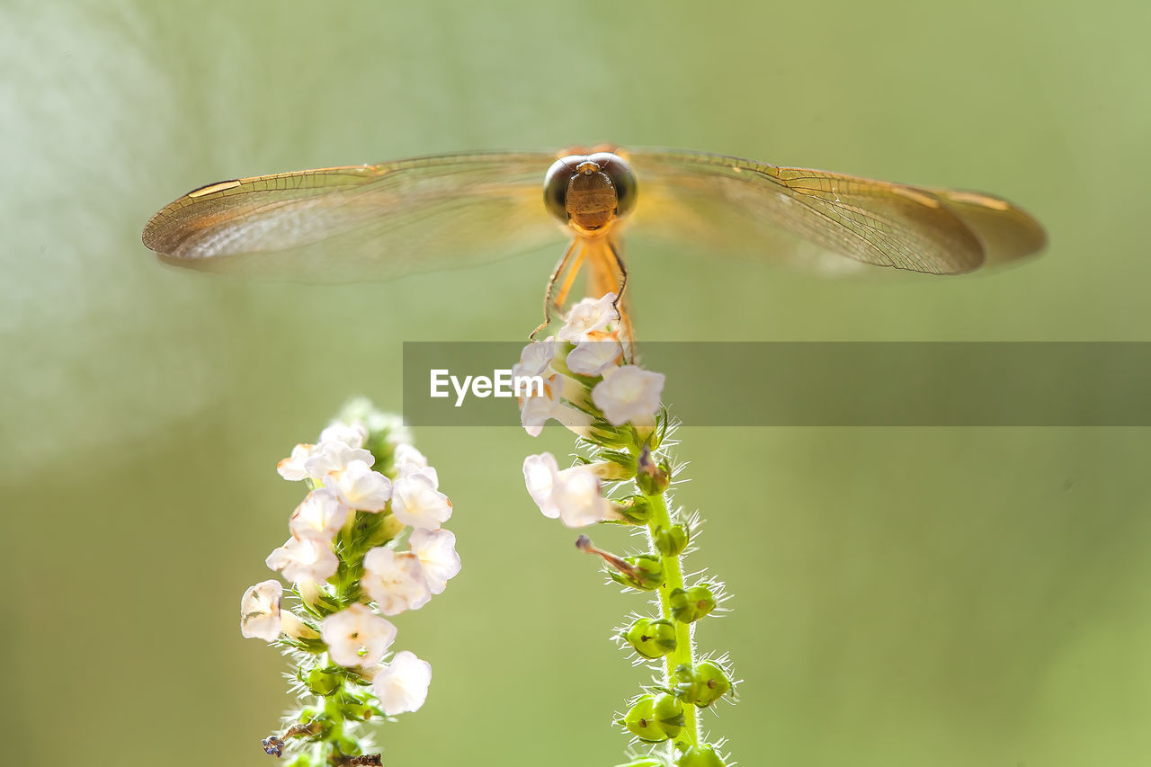 Beatiful dragonfly on unique plants