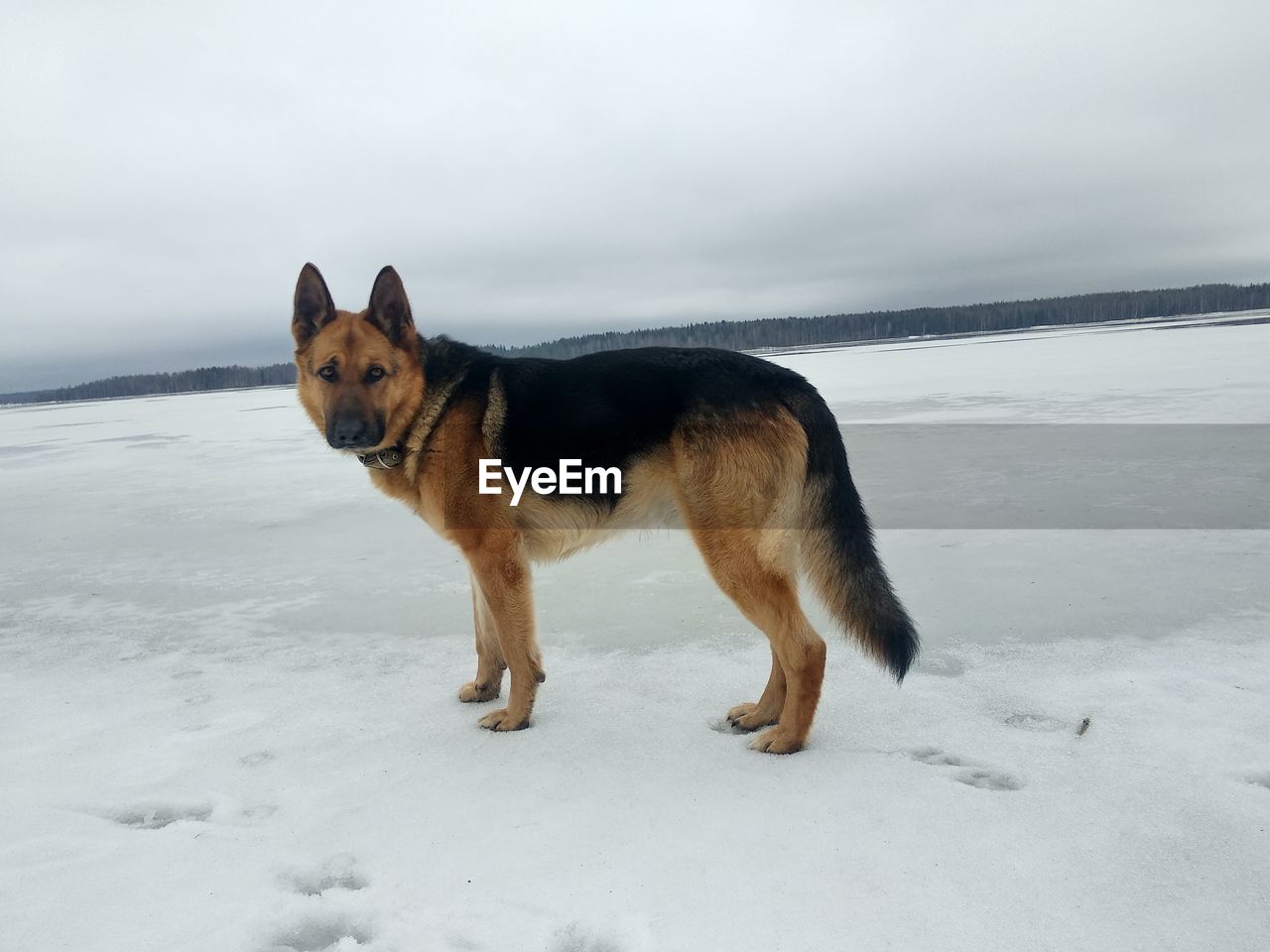 DOG STANDING IN SNOW