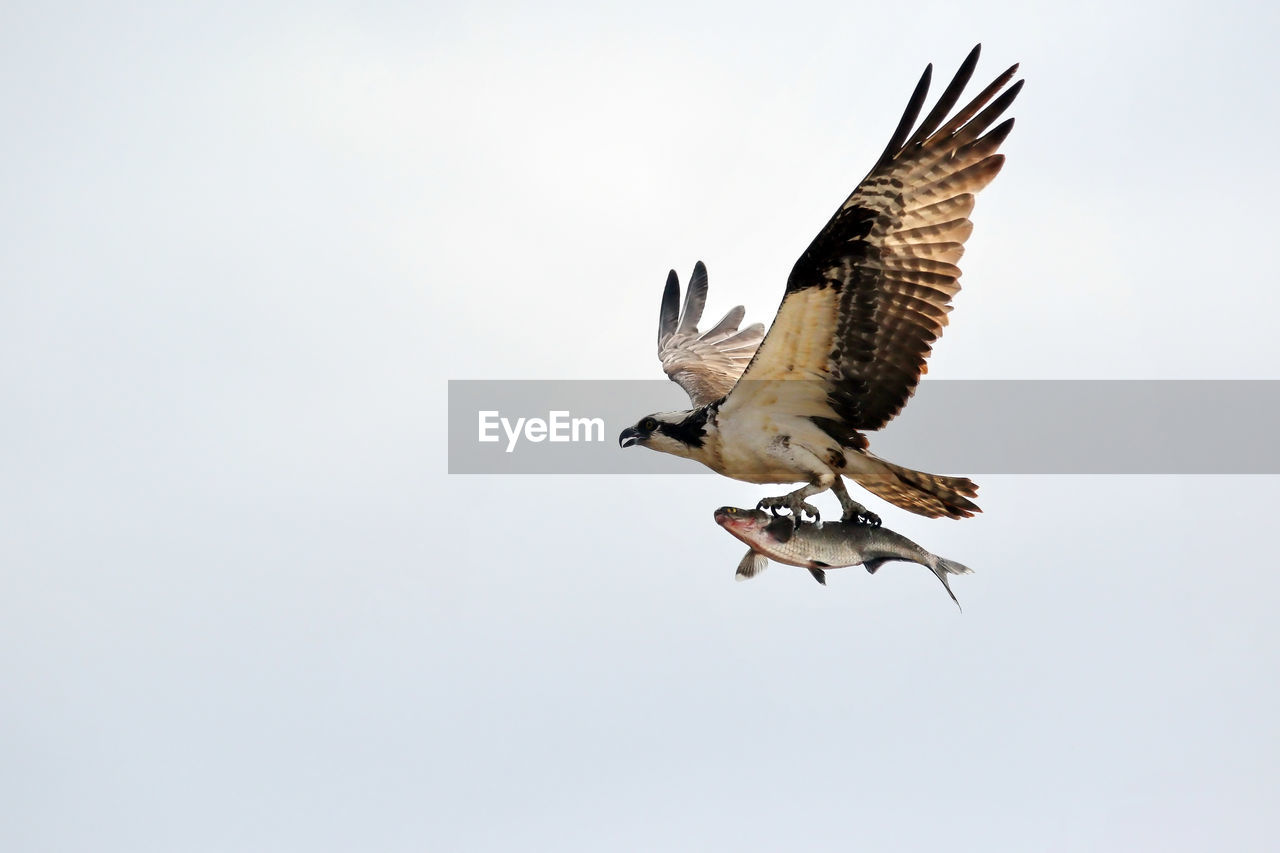 Low angle view of osprey with fish against clear sky on sunny day