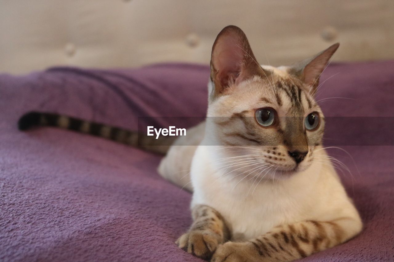 Close-up of cat looking away while sitting on bed