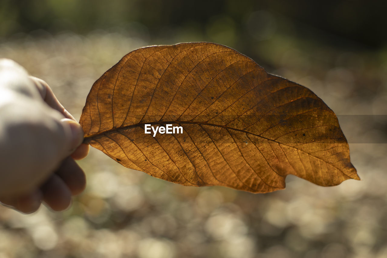 Autumn leaf in hand. large dry leaf of plant. details of autumn beauty. dried leaf.