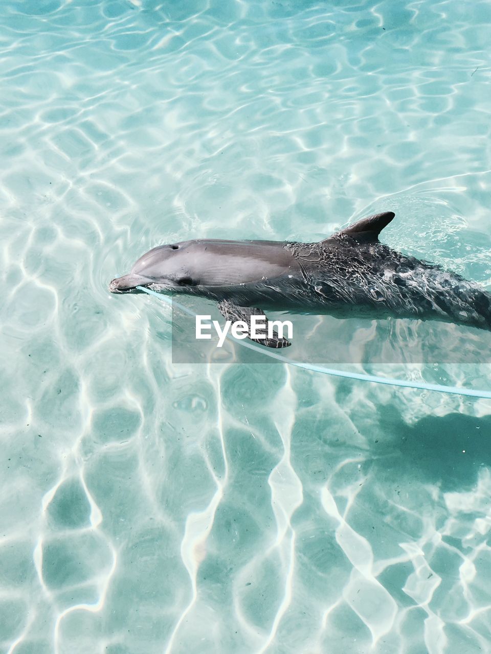 High angle view of dolphin in swimming pool