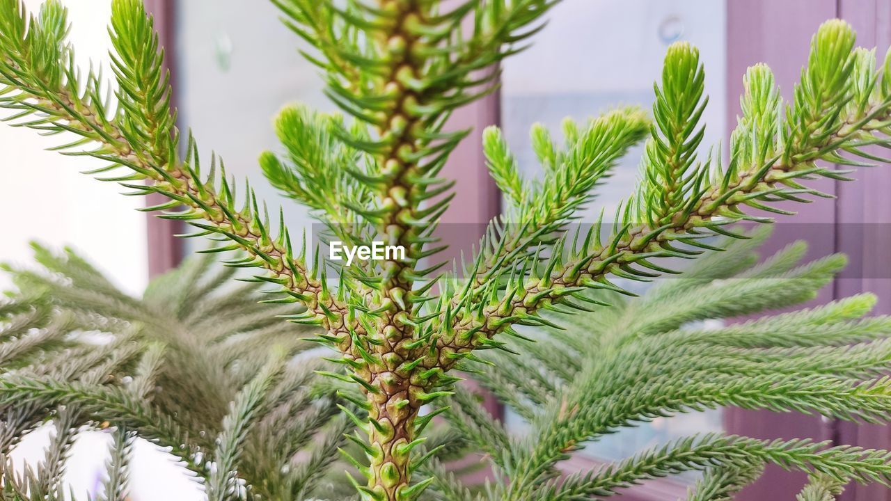 Close-up of fresh green plants