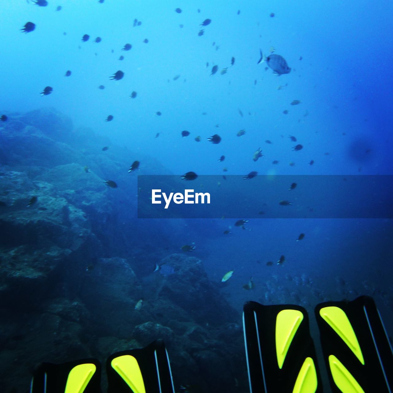 Cropped image of scuba diver swimming with fishes in sea
