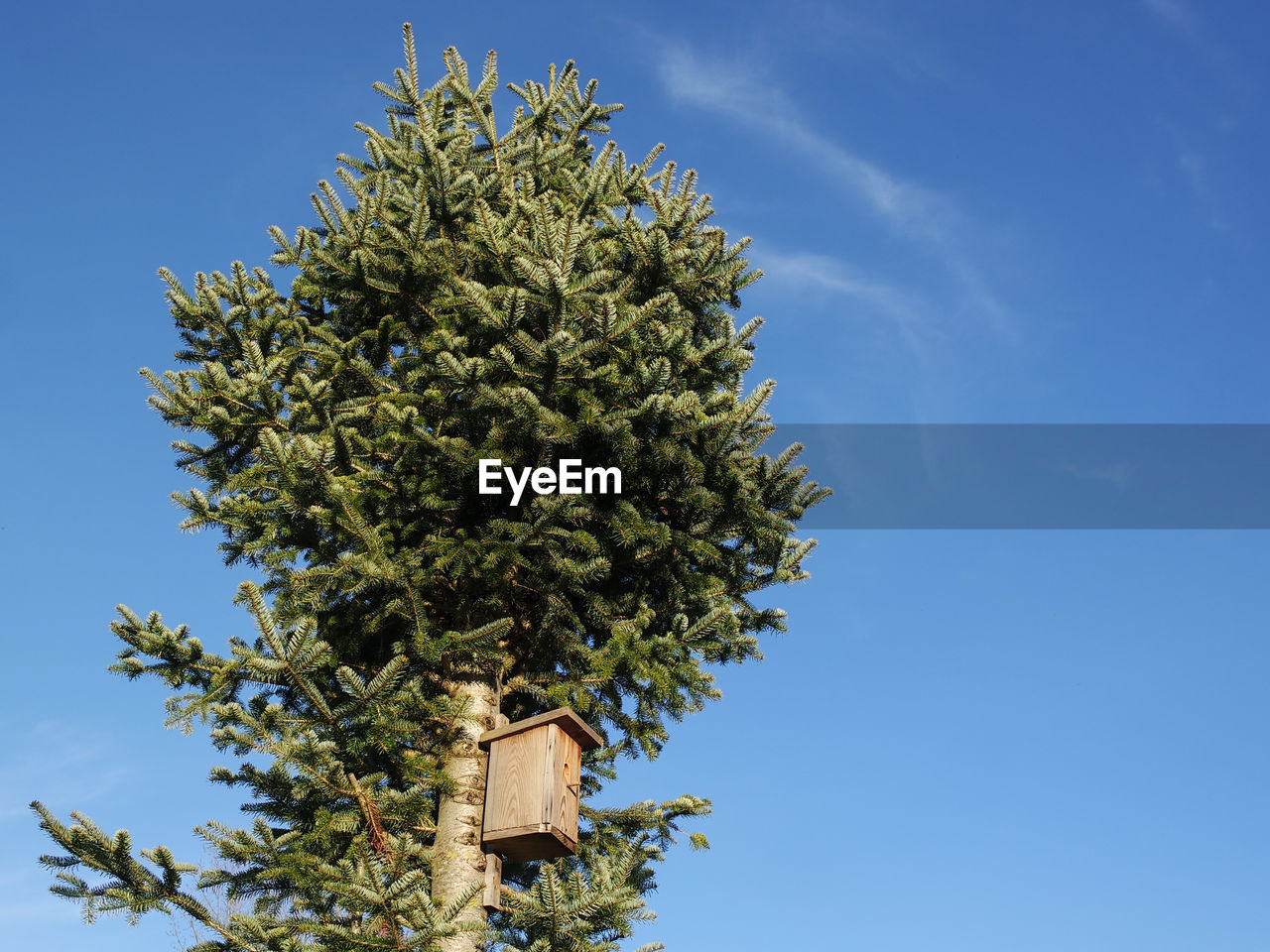 LOW ANGLE VIEW OF FRUIT TREE AGAINST BLUE SKY