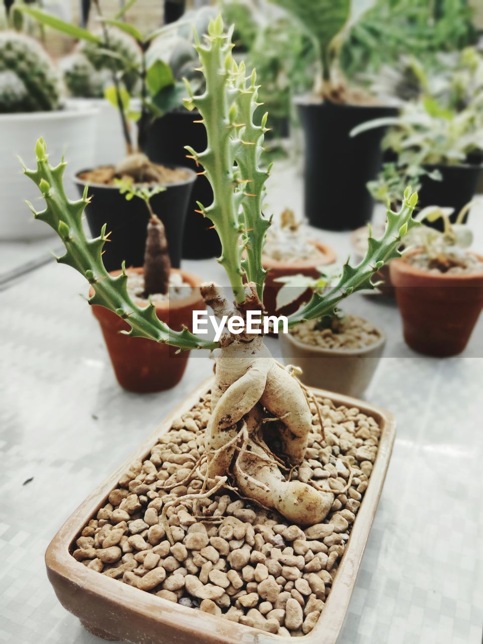 High angle view of potted plant on table