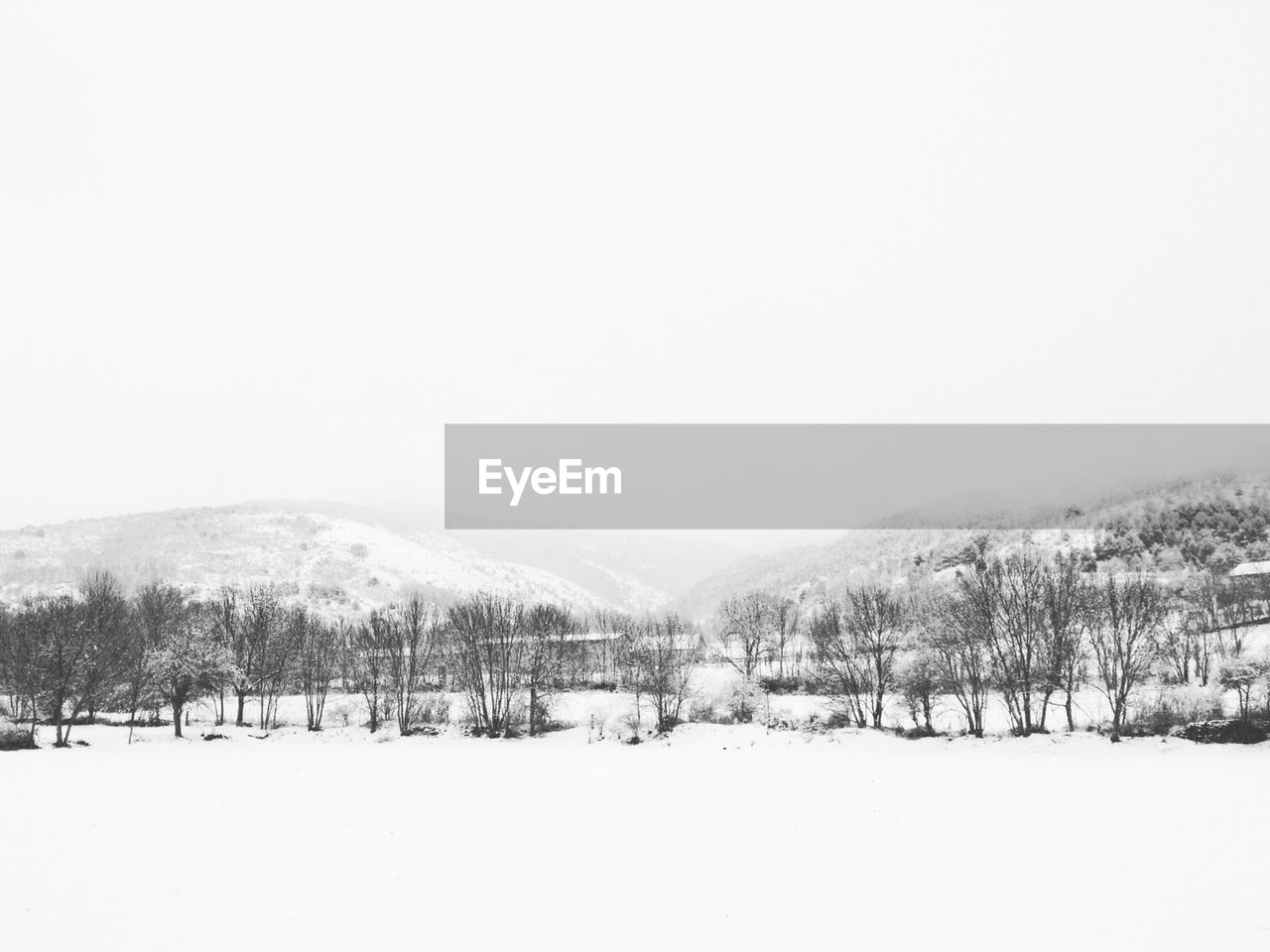 Trees on snow covered landscape