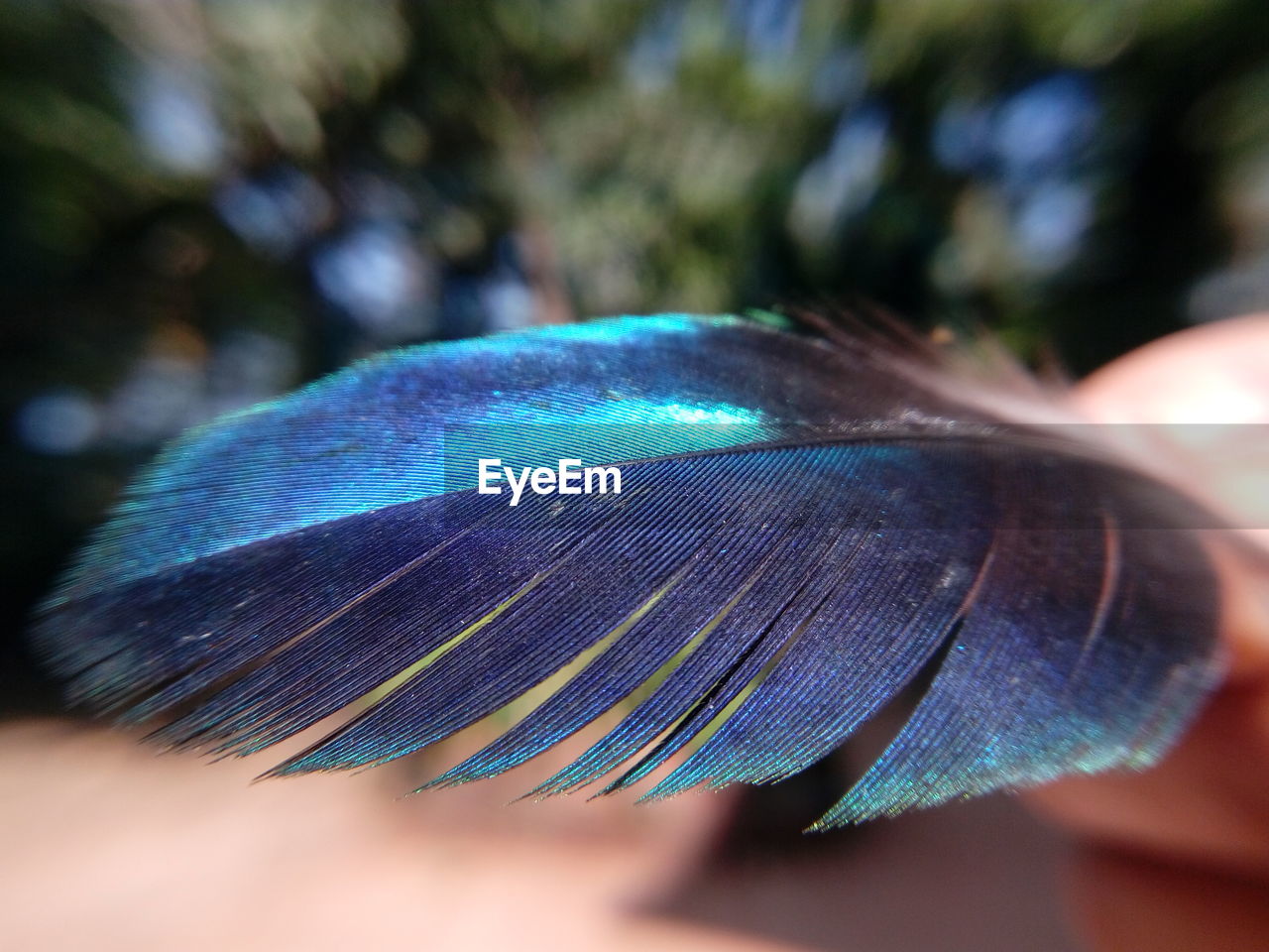 Close-up of peacock feather in hand