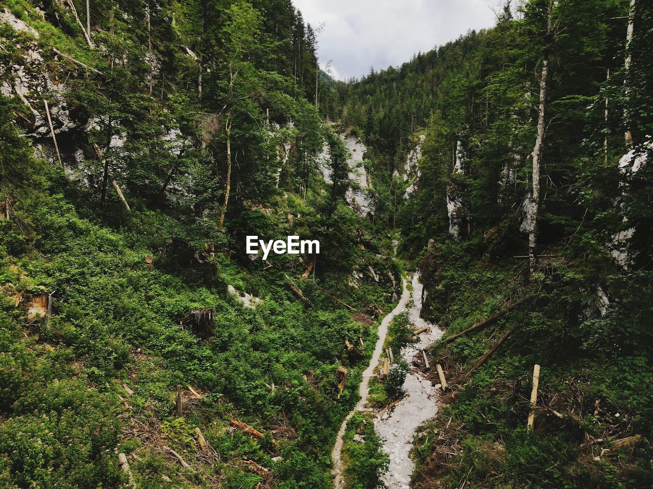 Scenic view of forest against sky