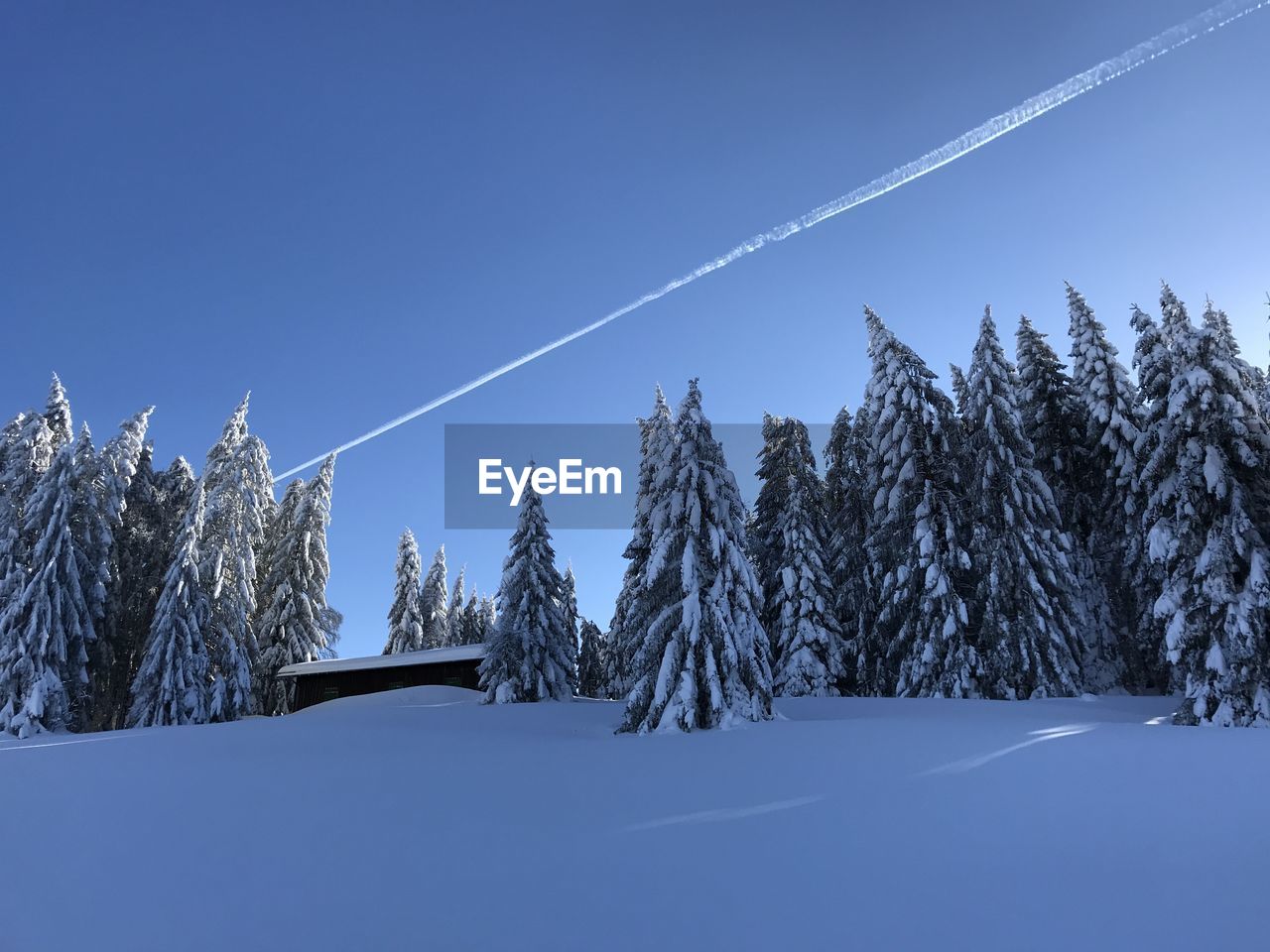 Snow covered pine trees against blue sky