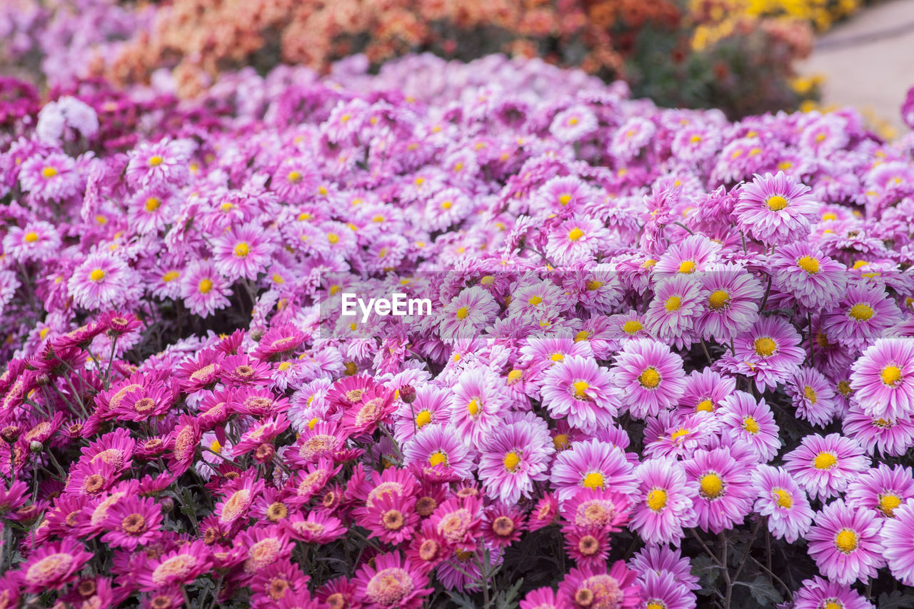 Close-up of purple flowers