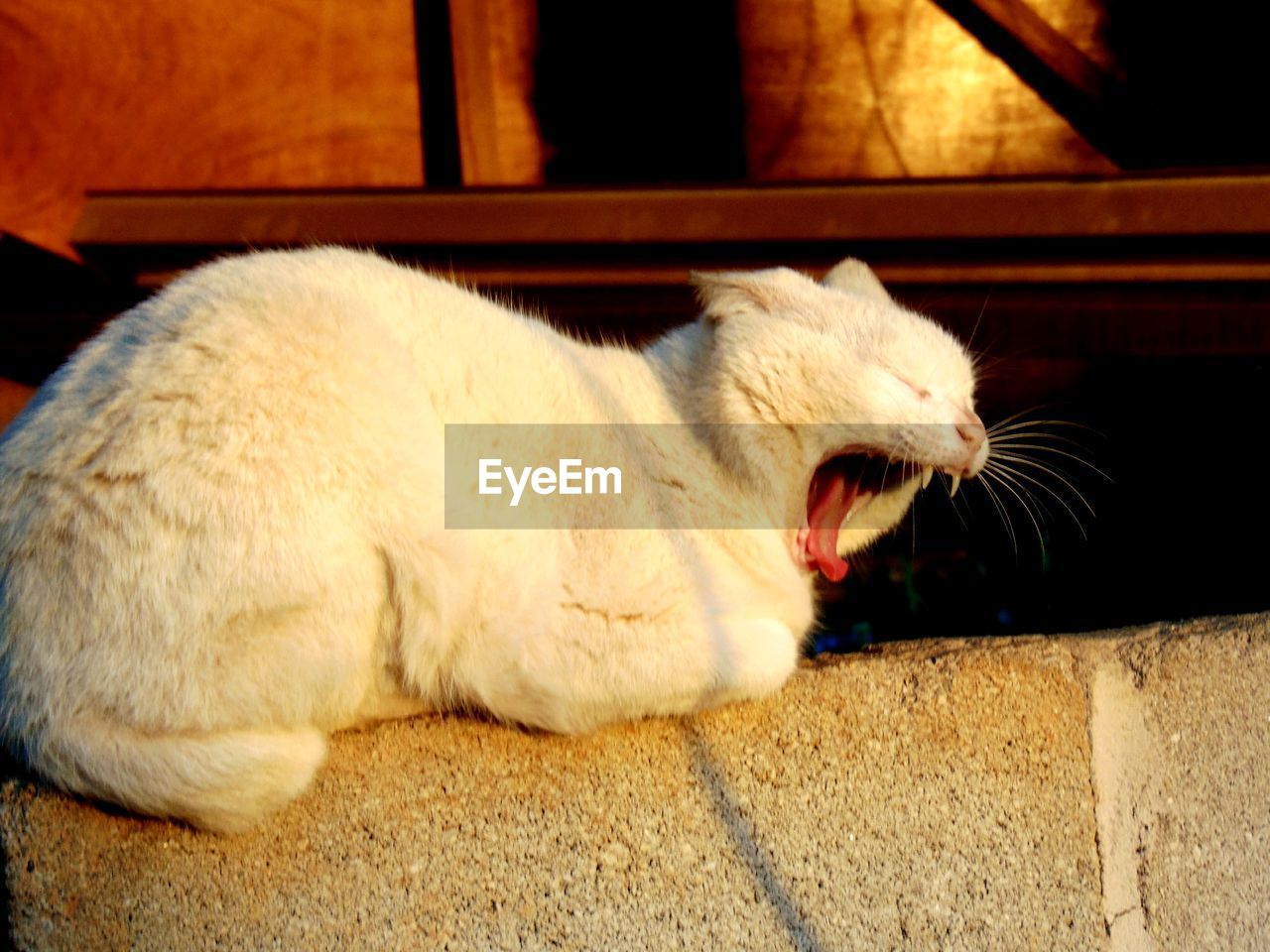 CLOSE-UP OF CAT YAWNING ON CARPET