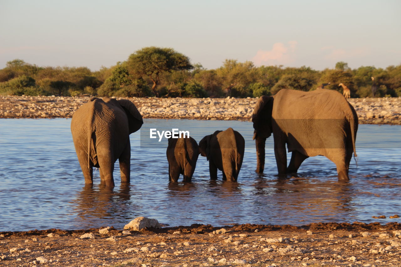 VIEW OF ELEPHANT IN LAKE