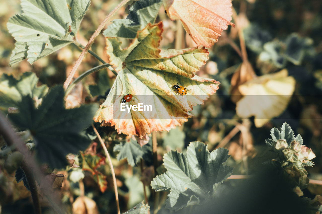 Ladybugs on leaf