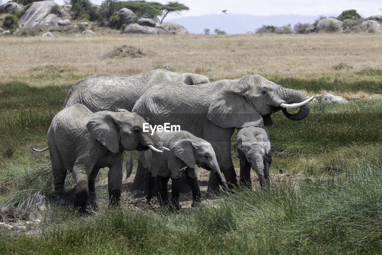 animal, animal themes, indian elephant, mammal, elephant, animal wildlife, wildlife, group of animals, adventure, safari, african elephant, plant, grass, herd, no people, nature, environment, savanna, grassland, young animal, day, outdoors, landscape, animal body part, field, animal family, land, domestic animals, tourism, tree, togetherness, elephant calf, grazing, medium group of animals, travel destinations